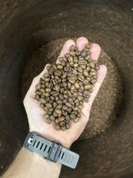 Peaberry Mania - Image 2
