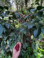 Peaberry Mania - Image 4