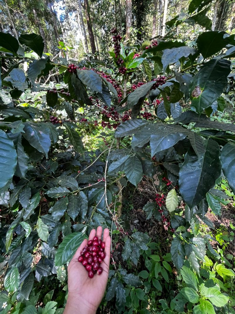 Peaberry Mania - Image 4