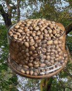 Peaberry Mania