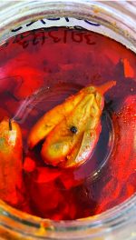 Side Dishes: The Simplicity Of Salt And Water - Image 5